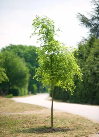 Bild: Resista(R)-Ulmen-Programm erfolgreich ausgebaut