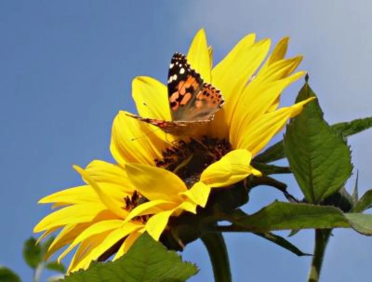 Alles was Du brauchst ist in Dir, Du musst es nur entdecken.