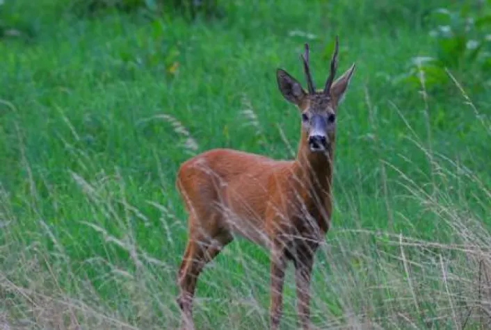 "Wilde Zeiten" im Amberg-Sulzbacher Land Bild: "Wilde Zeiten" im Amberg-Sulzbacher Land