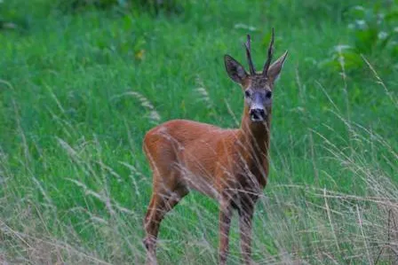 "Wilde Zeiten" im Amberg-Sulzbacher Land Bild: "Wilde Zeiten" im Amberg-Sulzbacher Land