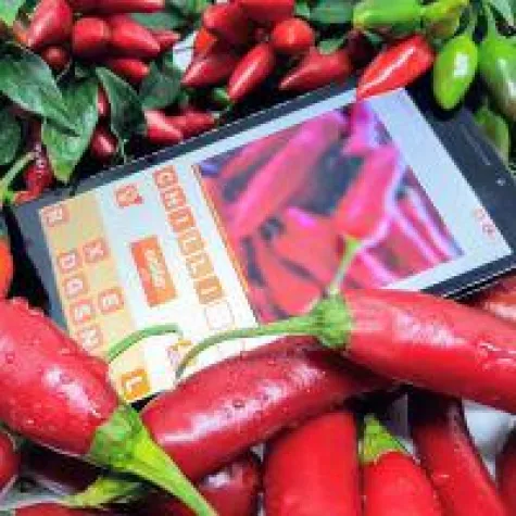 Jetzt wird's scharf - unblur.app Bilder Quiz Bild: Jetzt wird's scharf - unblur.app Bilder Quiz