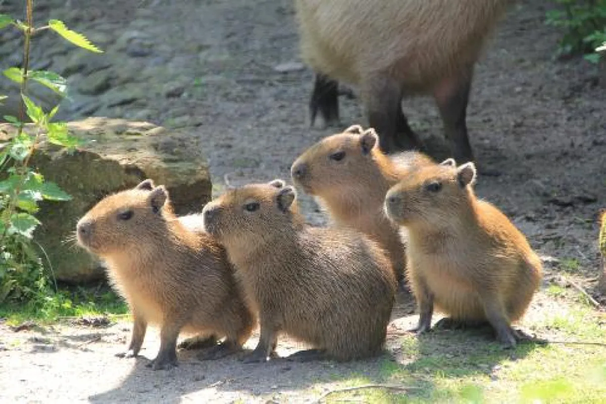 Vierfacher Wasserschwein-Nachwuchs