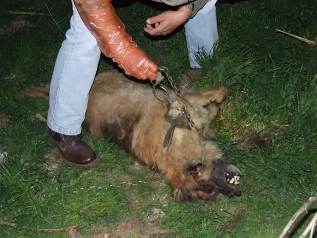 Bild: Dem qualvollen Tod knapp entkommen....