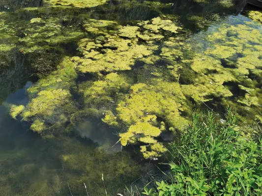 Bild: Deutsche Gewässer in schlechtem Zustand – NaturSinn fordert Dialog mit der Landespolitik