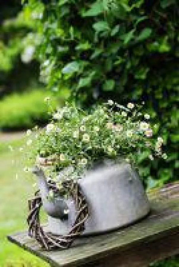 Winterhartes Mauergänseblümchen ‚Prachtwies'n' für Terrasse & Balkon von Landgefühl®