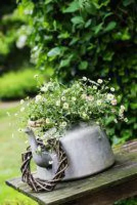 Bild: Dauerblüher für Balkon & Terrasse: Mauergänseblümchen 'Prachtwies'n' von Landgefühl®