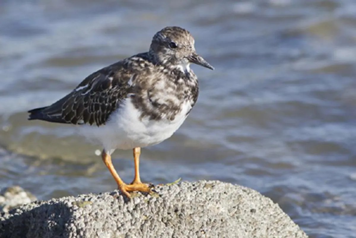 Herbstliches Naturschauspiel: Zugvögel im Watt vor Cuxhaven © Nordseeheilbad Cuxhaven