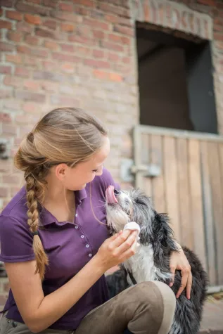 Der Sommer kommt – 5 Tipps zur Pflege Ihres Hundes Bild: Der Sommer kommt – 5 Tipps zur Pflege Ihres Hundes