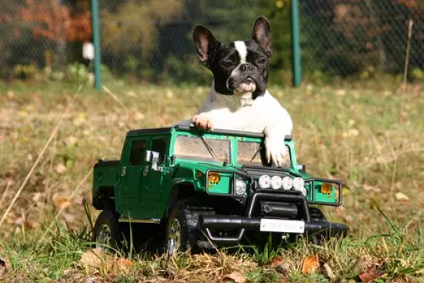 Fruchtalarm bei der Markus Mühle: Acticell – Power für den Hund Bild: Fruchtalarm bei der Markus Mühle: Acticell – Power für den Hund