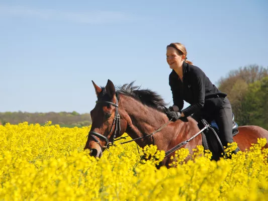 Bild: Kompakt aufbereitet: Urlaubs-Infos zum Reiten auf Rügen