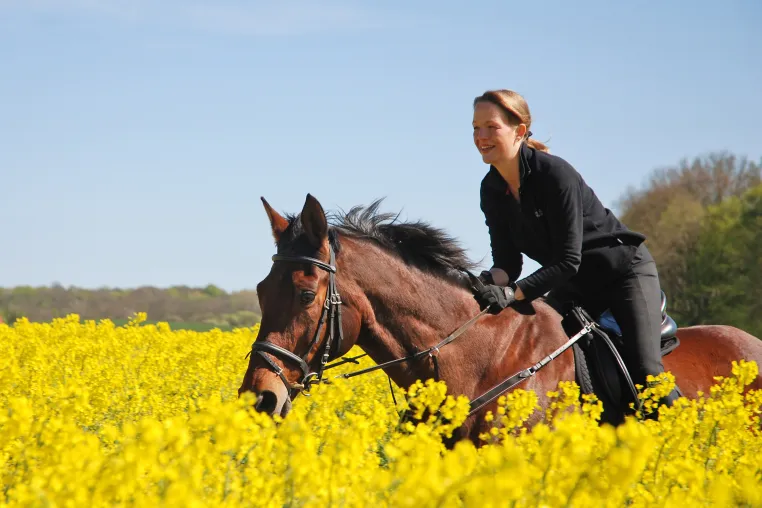 Bild: Kompakt aufbereitet: Urlaubs-Infos zum Reiten auf Rügen