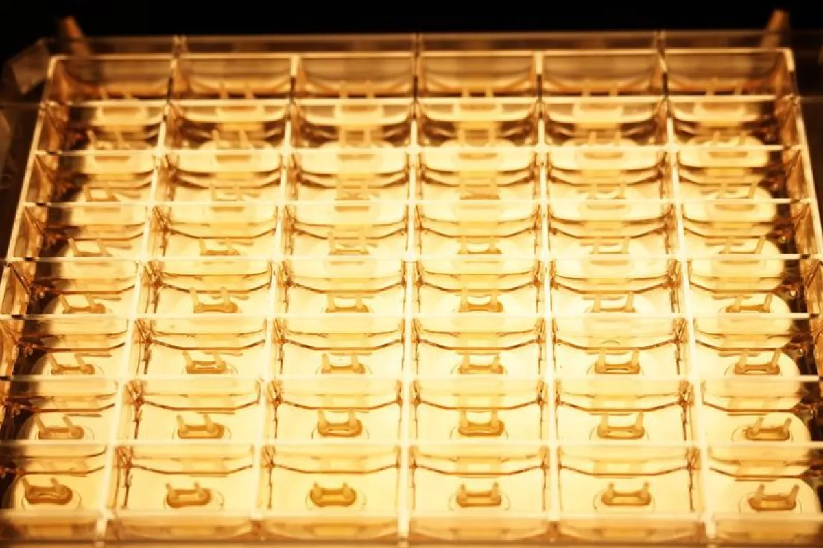 Multi-well tissue plate (48-well format) for automated cardiotoxic or drug screening. (Source: T. Meyer)