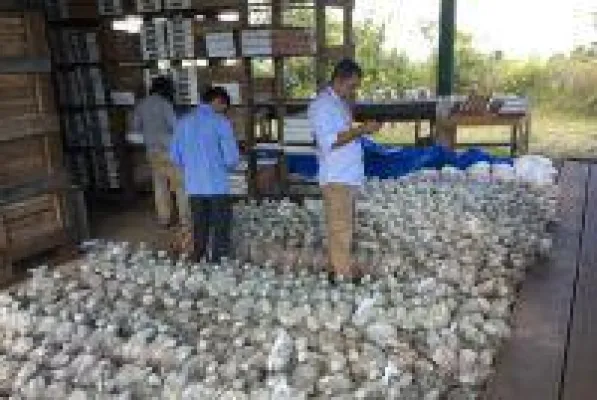 Bild: TriStar Gold präsentiert robuste Zahlen für das Goldprojekt CDS