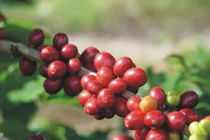 Bild: Nicaraguas Kaffee-Wirtschaft in der Krise: Abwanderung der Plantagenarbeiter gefährdet Export