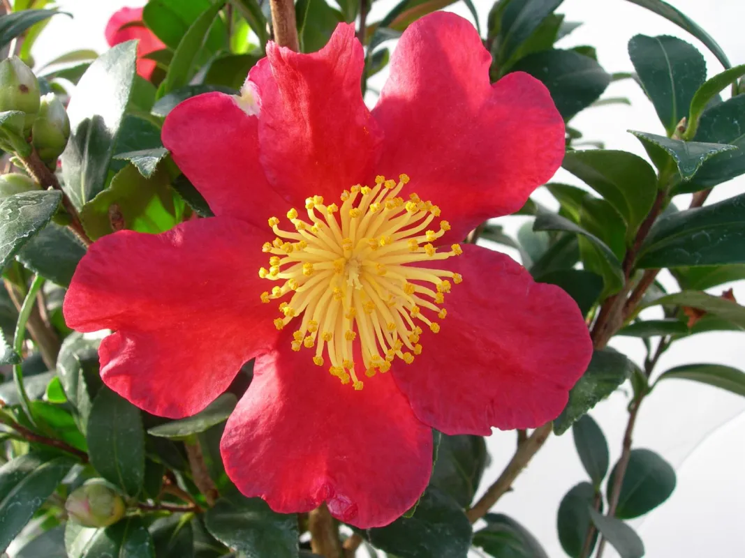 Camellia Yuletide © Consorzio Fiori Tipici del Lago Maggiore