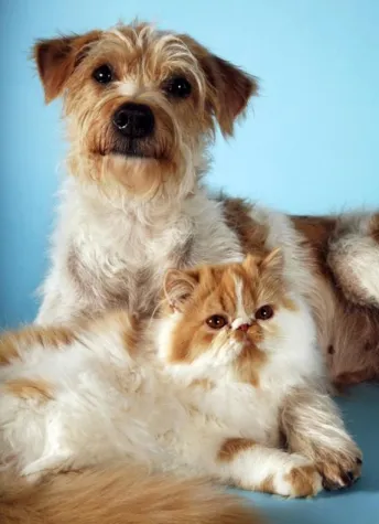 Bild: Hund und Katze sind sich einig - Altern ist keine Krankheit - Spezielle biologische Seniorenkur für Vierbeiner