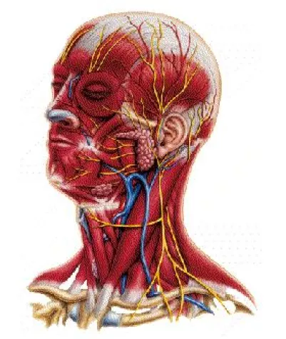 Bild: Neue Therapie gegen erblich bedingten Haarausfall