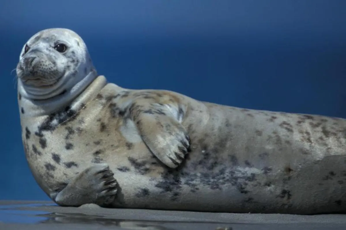 Kegelrobbe vor Helgoland, Jens Kriese, www.irispix.de