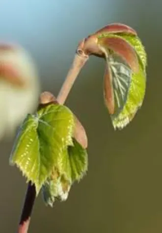 Bild: Gemmotherapie – die Heilkraft der Knospen