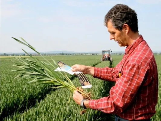 Bild: Gesundheits-Check für unser Brotgetreide - Von der Aussaat bis zur Ernte - Alles unter Kontrolle