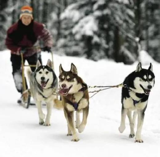 Bild: Per Schlittenhund durchs Winterparadies: Bad Herrenalb bietet ein tierisches Erlebnis für Kurgäste & Urlauber
