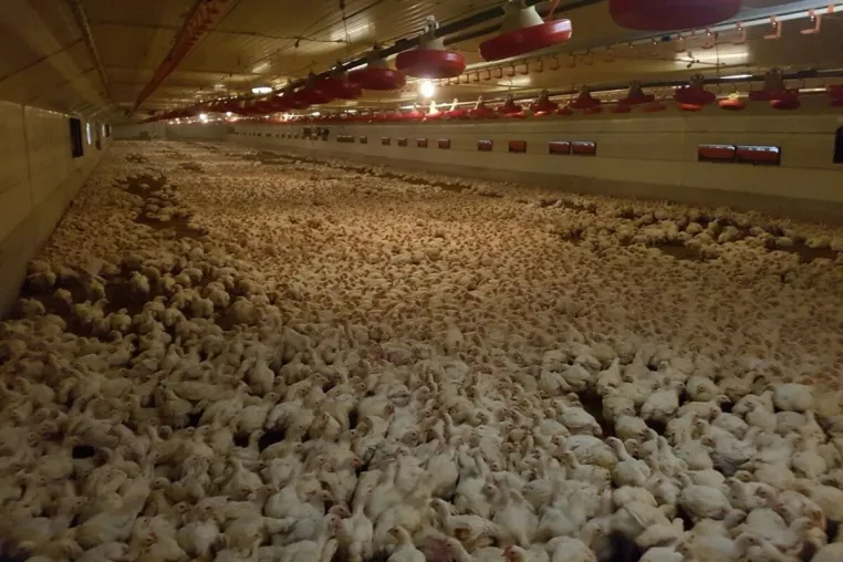 Bild: Nach Aufdeckung von Tierquälerei in Hähnchenmast: Mäster zeigt Tierrechtler wegen Tierquälerei