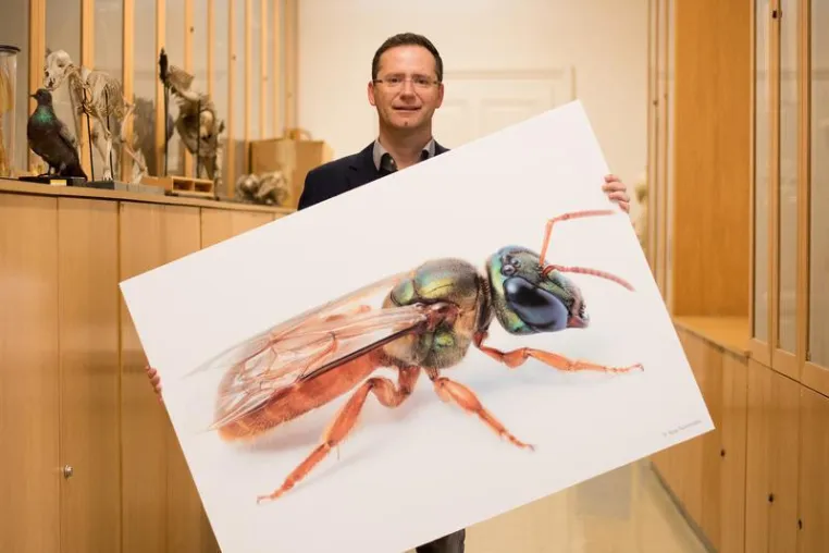 Bild: Mit den Augen der Biene: Zoologe der Uni Graz entwickelt Verfahren zur Verbesserung dunkler Bilder