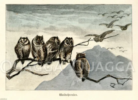 Bild: Greifvögel: Exklusive Sammlung historischer Illustrationen bei Quagga Illustrations