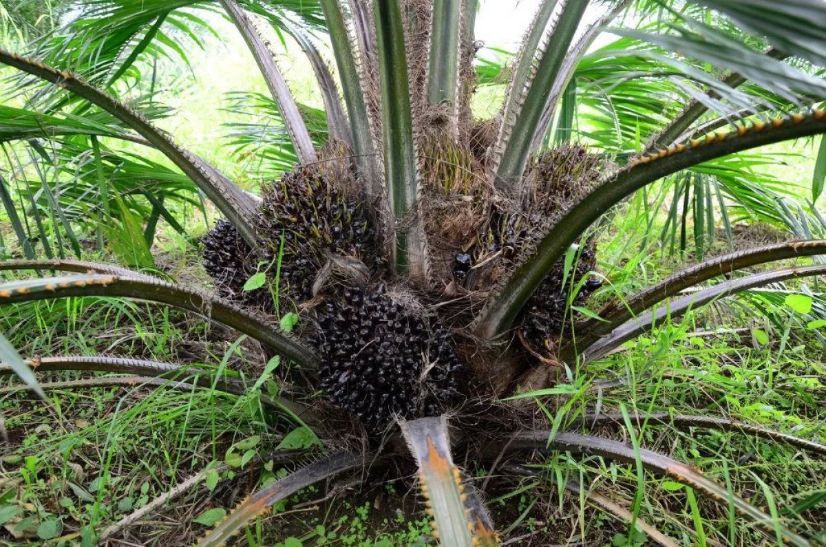 Die Palmen der Agrofinanz auf der Plantage Palmeras tragen reife Früchte.