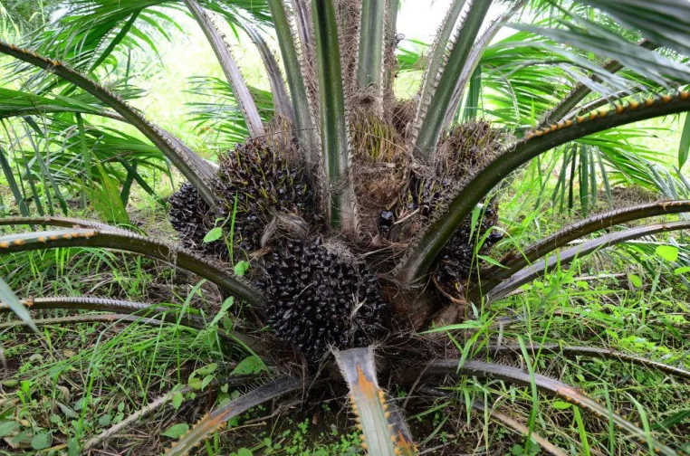 Bild: Vermögensaufbau durch Geldanlage in Palmöl mit Agrofinanz