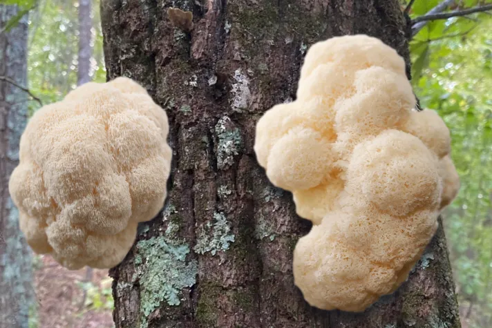 Der Vitalpilz Hericium: Hoffnung für Alzheimer-Patienten und Hilfe bei Magen-Darm-Erkrankungen Bild: Der Vitalpilz Hericium: Hoffnung für Alzheimer-Patienten und Hilfe bei Magen-Darm-Erkrankungen