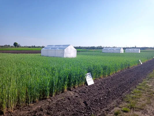 Bild: Pflanzen im Stresstest:  Wie der Roggen seine Gene neu sortiert