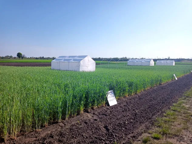 Bild: Pflanzen im Stresstest:  Wie der Roggen seine Gene neu sortiert