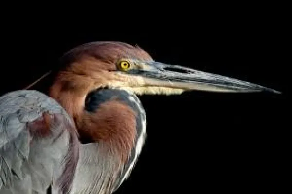 Bild: Tierfotografie im Vogelpark Niendorf - Fotoschnupperkurs
