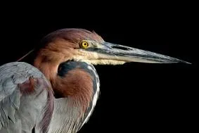 Bild: Tierfotografie im Vogelpark Niendorf - Fotoschnupperkurs