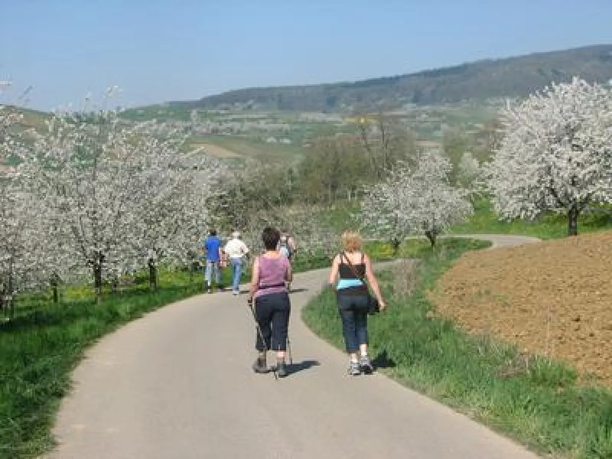 Blütenwanderung im Eggenertal /Bild: Werbegemeinschaft Markgräflerland