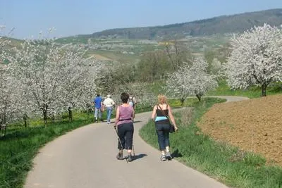 Das Markgräflerland im Frühjahr: Wandern, Wein und Blüten Bild: Das Markgräflerland im Frühjahr: Wandern, Wein und Blüten
