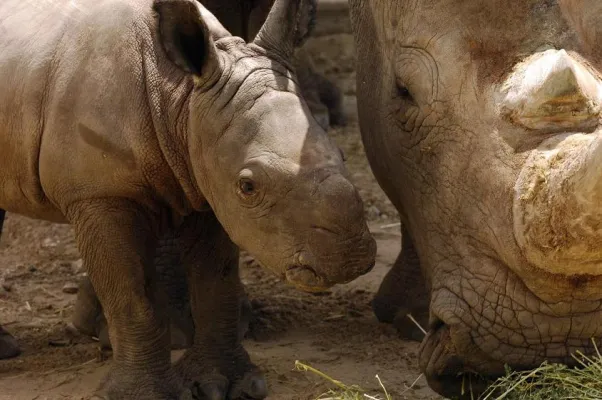 Weißes Rhinozeros in Busch Gardens Tampa Bay geboren: Stolze 100 Pfund Baby Bild: Weißes Rhinozeros in Busch Gardens Tampa Bay geboren: Stolze 100 Pfund Baby