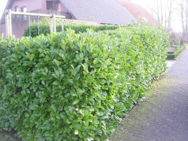 Bild: Garten-Planung mit Internet-Baumschulen - Kann man mit Internet-Baumschulen ganze Gärten neu planen?