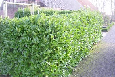 Bild: Garten-Planung mit Internet-Baumschulen - Kann man mit Internet-Baumschulen ganze Gärten neu planen?