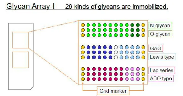Bild: MoBiTec GmbH bietet Glycan Arrays der Firma Sumitomo Bakelite Co. Ltd. für glycobiologische Analysen an