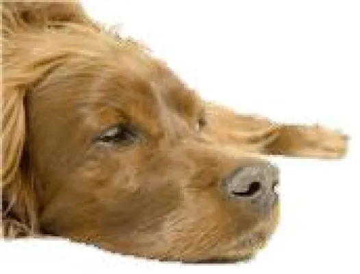 Hunde-OP Krankenversicherung - eine sinnvolle Ergänzung zur Hundehaftpflicht Bild: Hunde-OP Krankenversicherung - eine sinnvolle Ergänzung zur Hundehaftpflicht