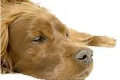 Hunde-OP Krankenversicherung - eine sinnvolle Ergänzung zur Hundehaftpflicht Bild: Hunde-OP Krankenversicherung - eine sinnvolle Ergänzung zur Hundehaftpflicht
