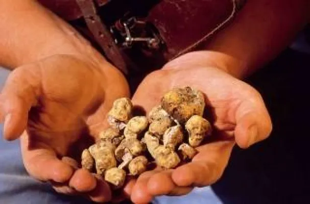 Genuss-Charter bei SunShine-Yachting - Ein Flirt mit weißen Trüffeln und anderen istrianischen Versuchungen Bild: Genuss-Charter bei SunShine-Yachting - Ein Flirt mit weißen Trüffeln und anderen istrianischen Versuchungen