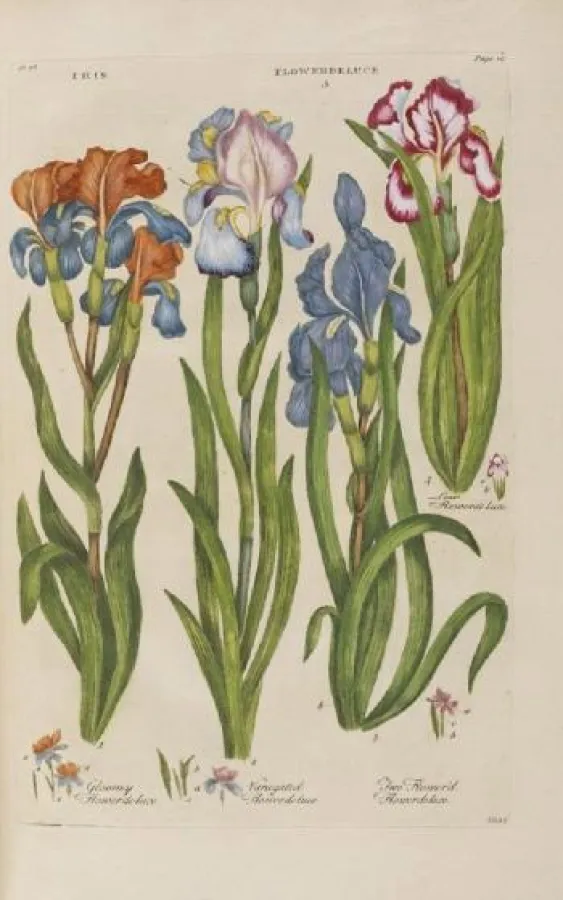 John Hill, The vegetable system. 26 Bände. 1759-86. Schätzung: EUR 80.000