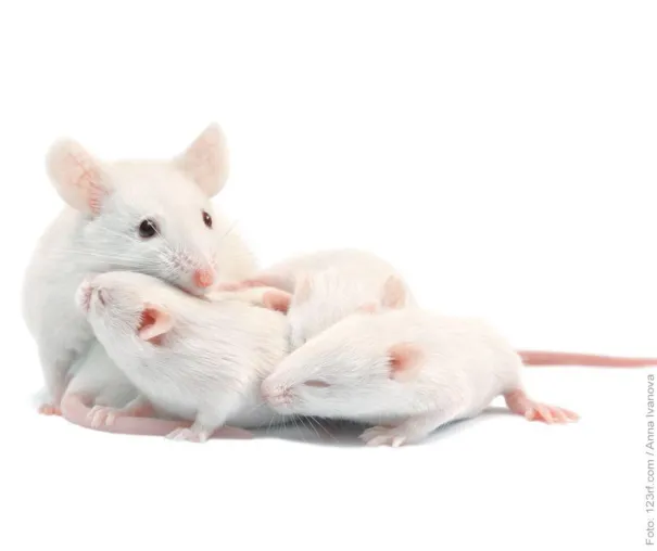 Gefälschte Studien in der Biomedizin Bild: Gefälschte Studien in der Biomedizin
