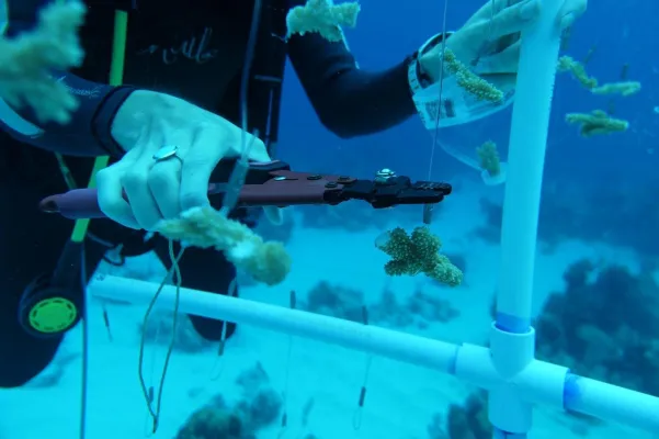Bild: Nachhaltige Freiwilligenarbeit in Costa Rica: Volunteers retten bedrohte Korallen unter Wasser
