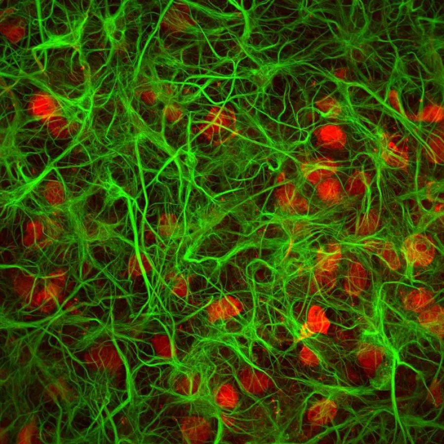 Nervenzellen (rot) verbunden und vernetzt in einem dichten Geflecht von Gliazellen (grün). Immunmarkiert werden beide Zelltypen im Mikroskop sichtbar. (Manuel Schottdorf, Max-Planck-Institut für Dyna