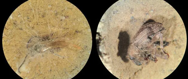 Bild: Digger wasps and their chemistry