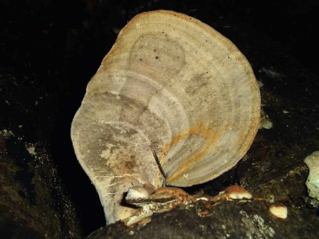 Coriolus versicolor (dt. Schmetterlingstramete). Der seit Generationen in Ostasien verwendete Pilz unterstützt das Abwehrsystem im Kampf gegen Viren. Schon ?Ötzi? hatte vor 5200 Jahren einen Verwandte